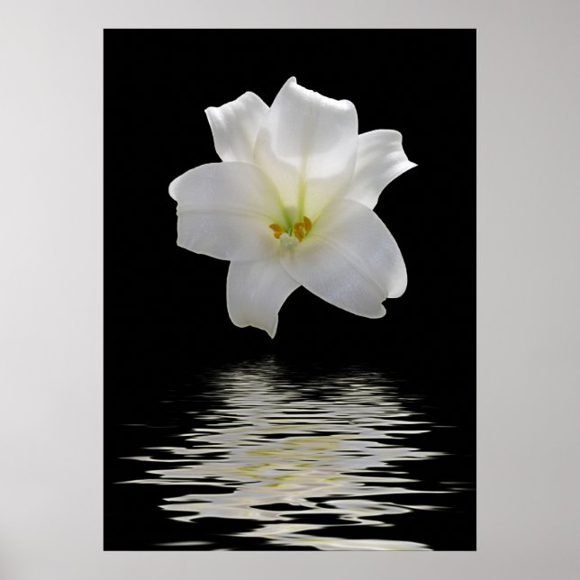 Poster nénuphar blanc (Devant)