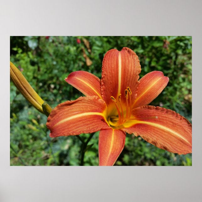 Poster nénuphar brillant (Devant)