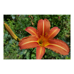 Poster nénuphar brillant