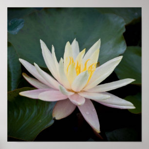 Poster Nénuphar du Bangladesh