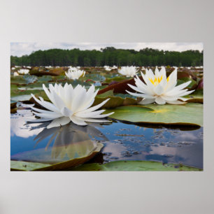 Poster Nénuphar odorant (Nymphaea Odorata) sur Caddo
