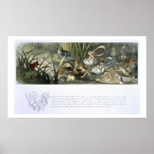 Poster Nénuphars et fées de l'eau, illustration de