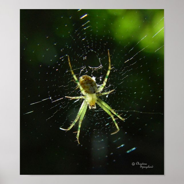 Poster Neon Green Spider (Devant)