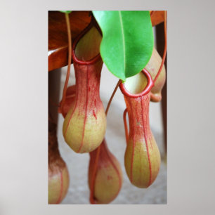 Poster Nepenthes Dangling
