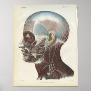 Poster Nerfs de l'anatomie du cou Imprimer