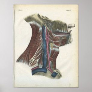 Poster Nerfs de l'anatomie du cou Imprimer