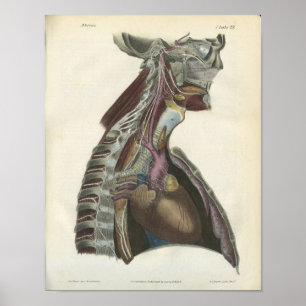Poster Nerfs de l'anatomie du cou Imprimer