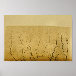 Poster Nerfs de système nerveux central du cru 1886