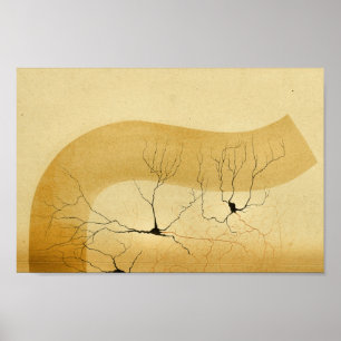 Poster Nerfs de système nerveux central du cru 1886