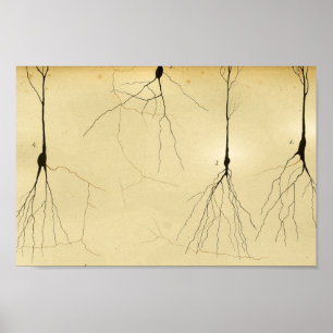 Poster Nerfs de système nerveux central du cru 1886