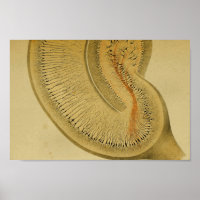 Nerfs vintages du système nerveux central 1886