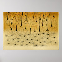 Nerfs vintages du système nerveux central 1886