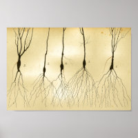 Nerfs vintages du système nerveux central 1886