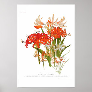 Poster Nerines