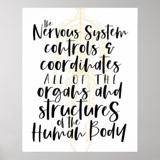 Poster Nervous System Poster, Chiropractic Poster, Chiro 