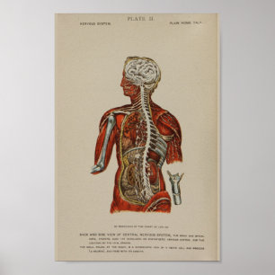 Poster Nervous System Spinal Cord Nerves Anatomy Print