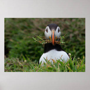 Poster Nest Builder Puffin