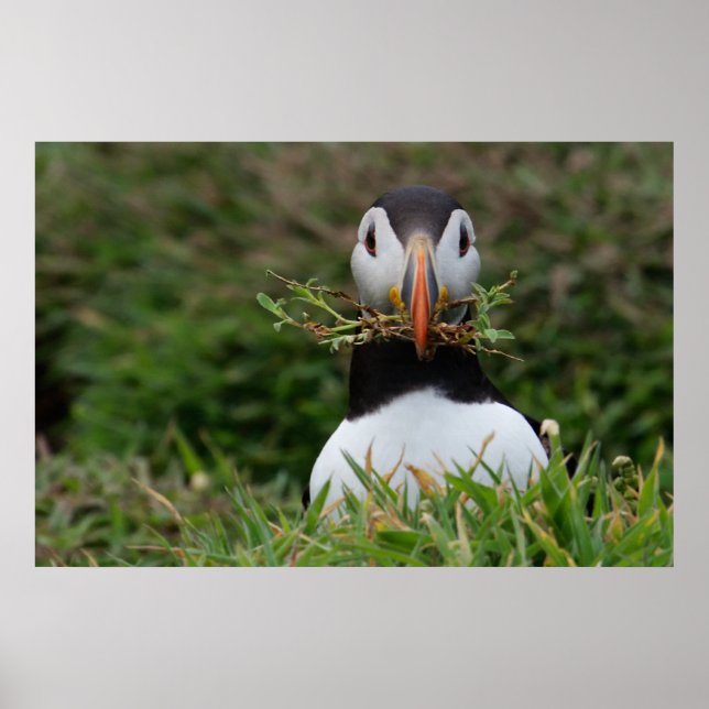 Poster Nest Builder Puffin (Devant)