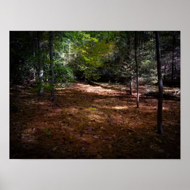 Poster Nettoyage dans une forêt noire (Devant)