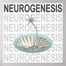 Neurogenèse