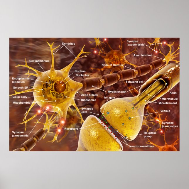 Poster Neuron (Devant)