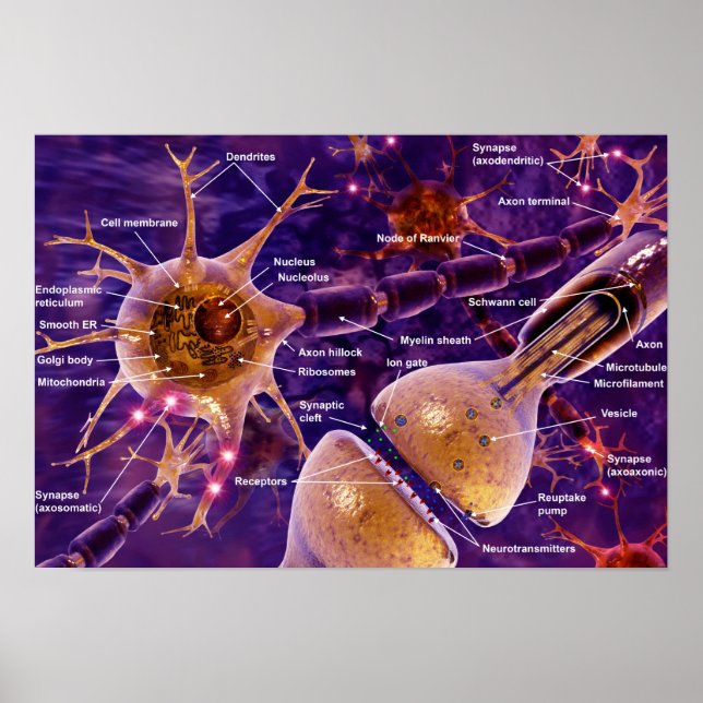 Poster Neurones moteurs (Devant)