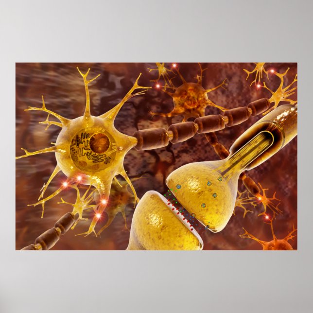 Poster neurones moteurs de vertébrés myélinés typiques (Devant)