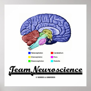 Poster Neuroscience d'équipe (Attitude d'anatomie cérébra