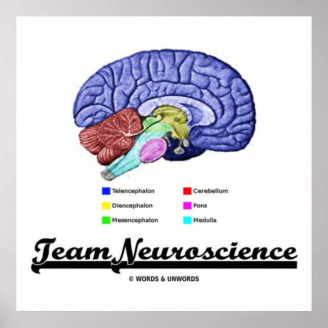 Poster Neuroscience d'équipe (Attitude d'anatomie cérébra (Devant)