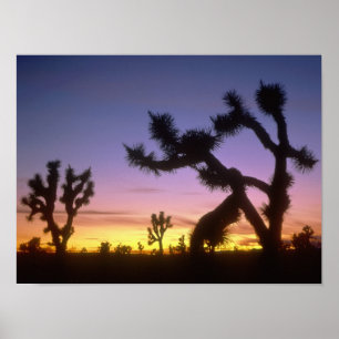 Poster NEVADA. ÉTATS-UNIS. Yucca brevifolia)