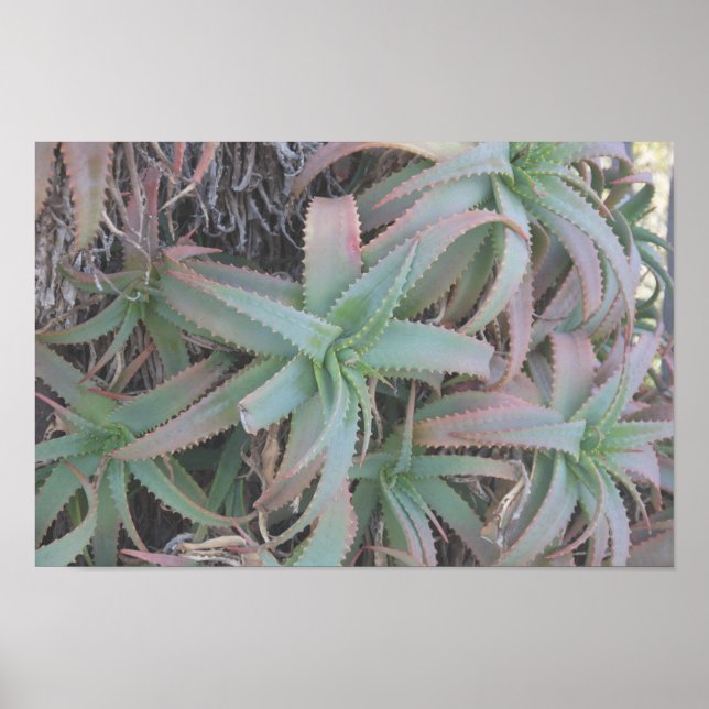 Poster Nevada succulents (Devant)