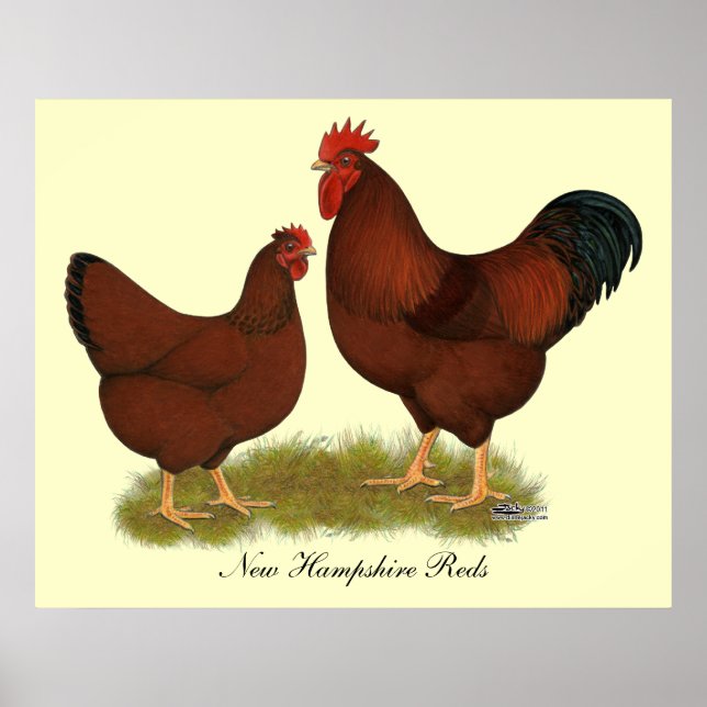 Poster New Hampshire Reds (Devant)