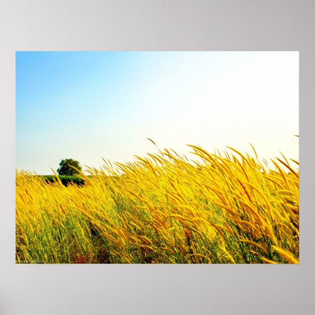 Poster "New Life in Eden" Photographie Imprimer (Devant)