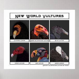 Poster New World Vultures Illustration
