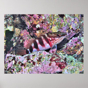 Poster New Zealand Fish