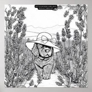 Poster Newfoundland Puppy Dog in a Lavender Flower Field
