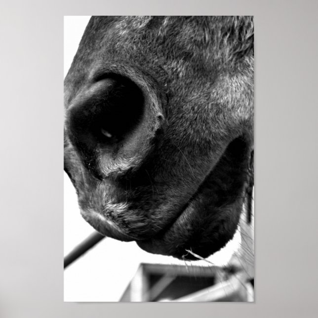 Poster Nez du cheval (Devant)