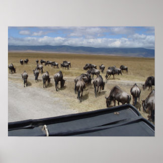 Poster Ngorongoro