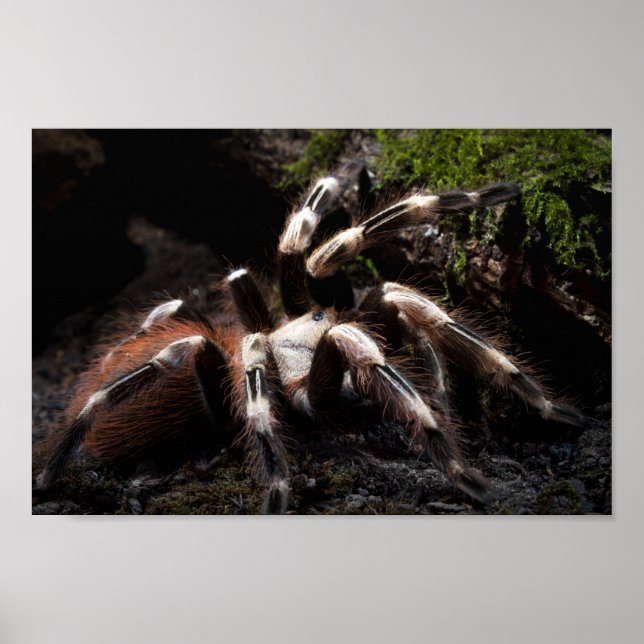 Poster Nhandu Chromatus Tarantula brésilienne rouge et bl (Devant)