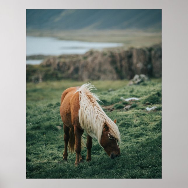 POSTER NICE HORSE (Devant)