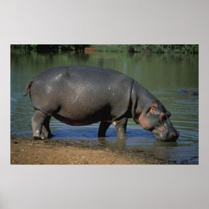 Poster Nice Long Boisson Hippopotamus Portrait