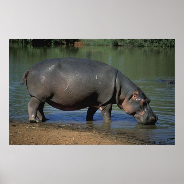 Poster Nice Long Boisson Hippopotamus Portrait (Devant)
