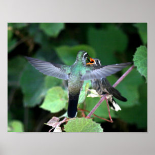 Poster Nichage de nourriture pour colibri