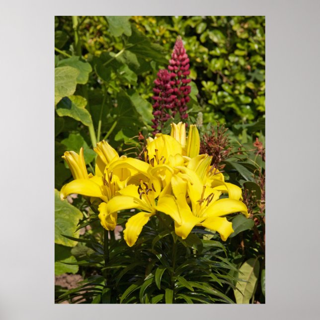 Poster Niché dans le jardin. (Devant)