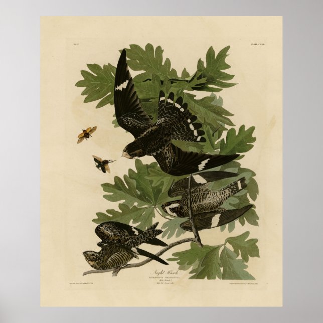 Poster Night Hawk - John James Audubon's Birds of America (Devant)