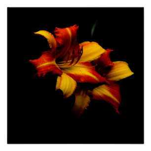 Poster Night Lily...