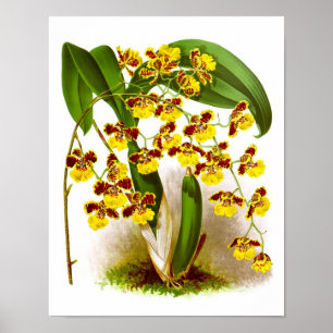 Poster No. 6 d'impression d'orchidée de fleurs de jaune