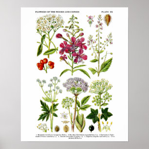 Poster No. botanique 4 d'impression d'art de fleurs