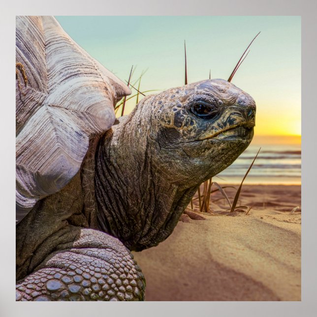 Poster No Rush (Devant)