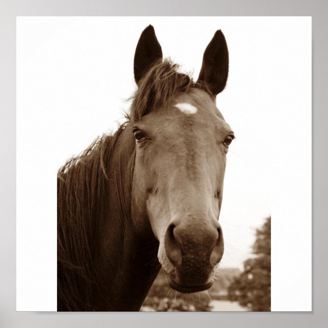 Poster Noble Cheval (Devant)